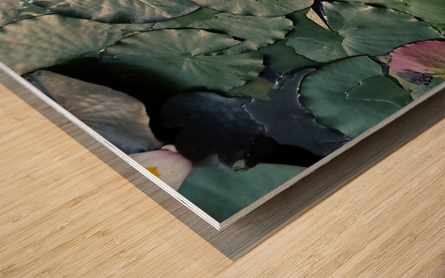 Sunlit Lily Wood print