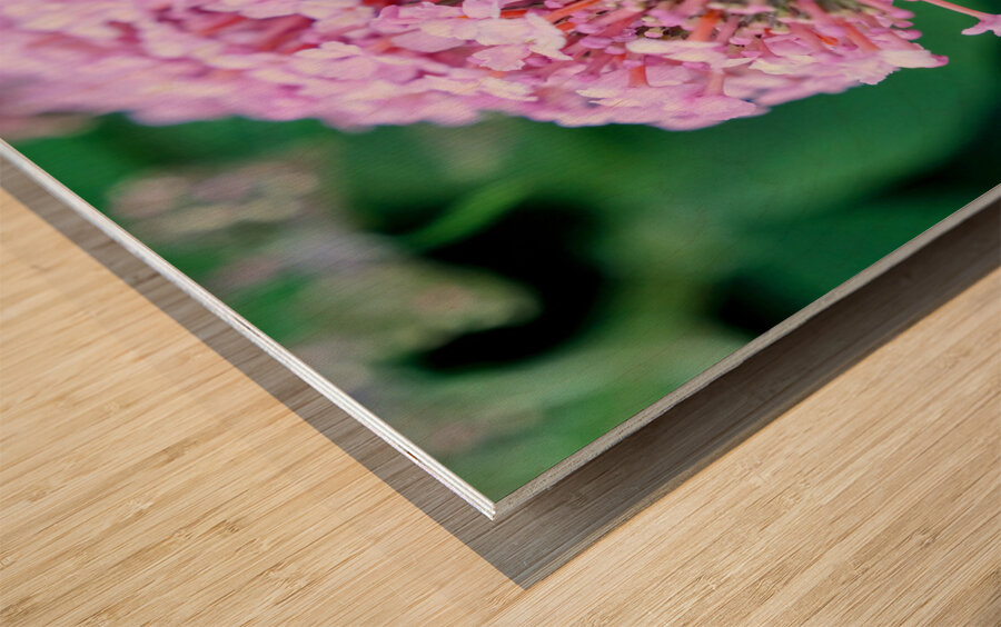 Bee Still on Butterfly Bush Wood print