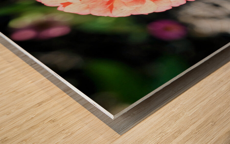 Sun Soaked Pink Zinnia Wood print