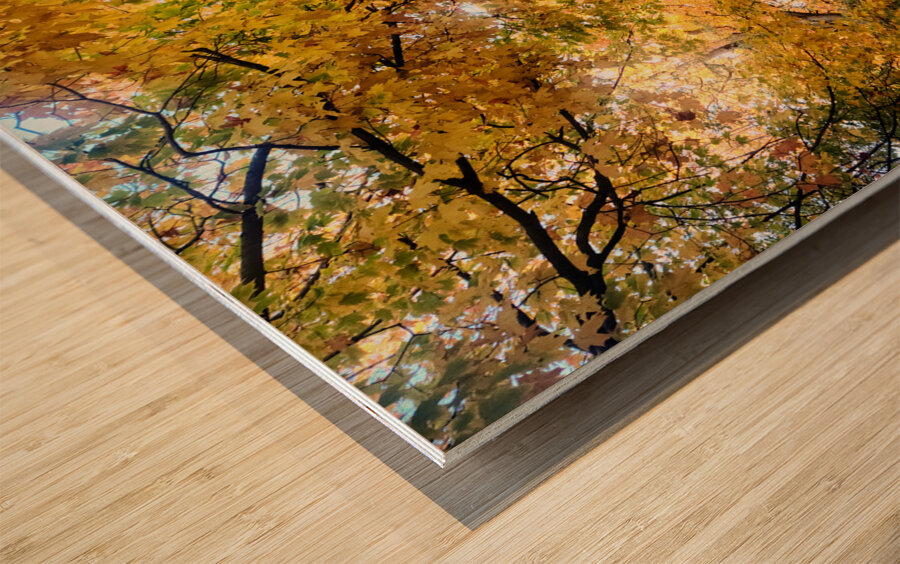 Fall Over the Road: Amber Dreams on Autumn Drive Wood print