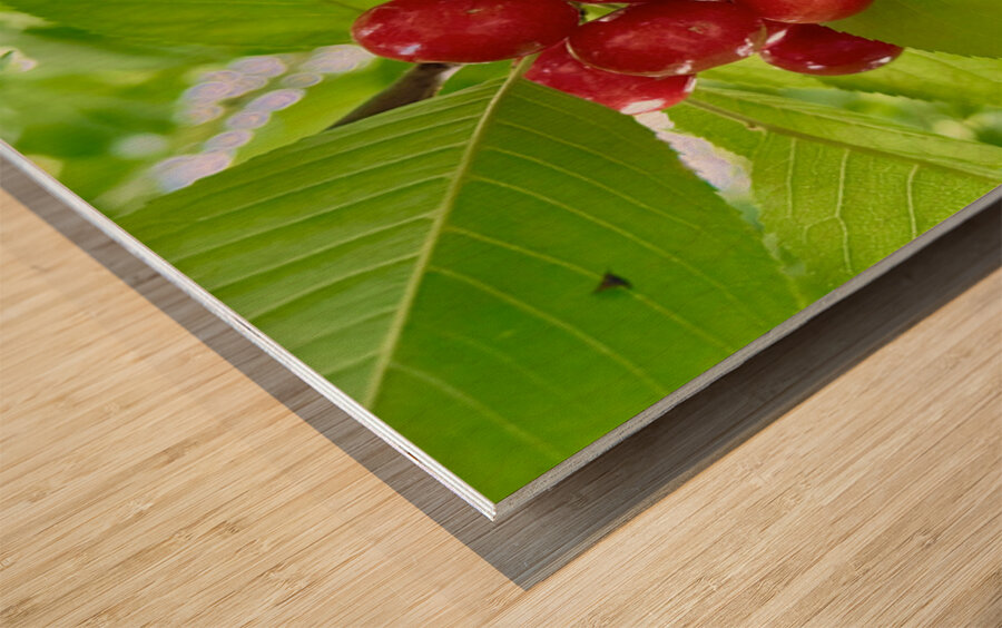 The Cherry Covenant: Nature’s Silent Promise Wood print