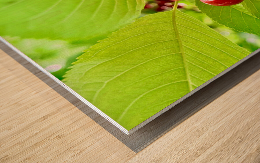 Scarlet Clusters of Abundance Wood print