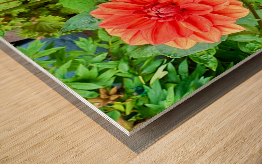 Harmony Blooms: When Opposites Flower Together Wood print
