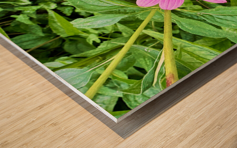 Heart of Summer Wood print