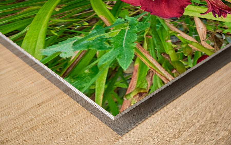 Crimson Flare Wood print