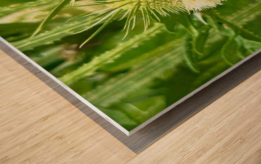 Teasel Crownwork Wood print