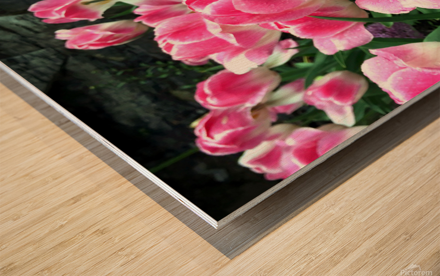 Tulips Are Better Than One B Wood print