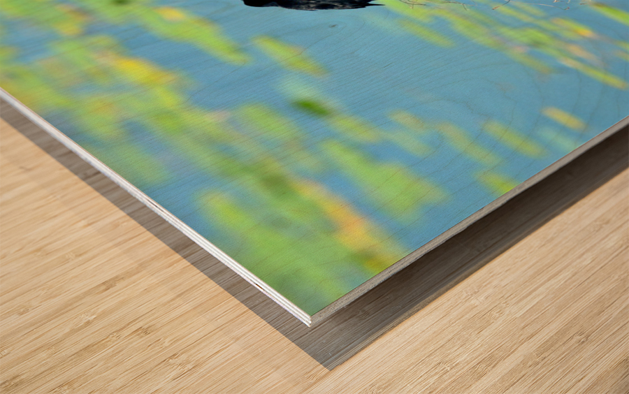 Calling for a Mate Wood print