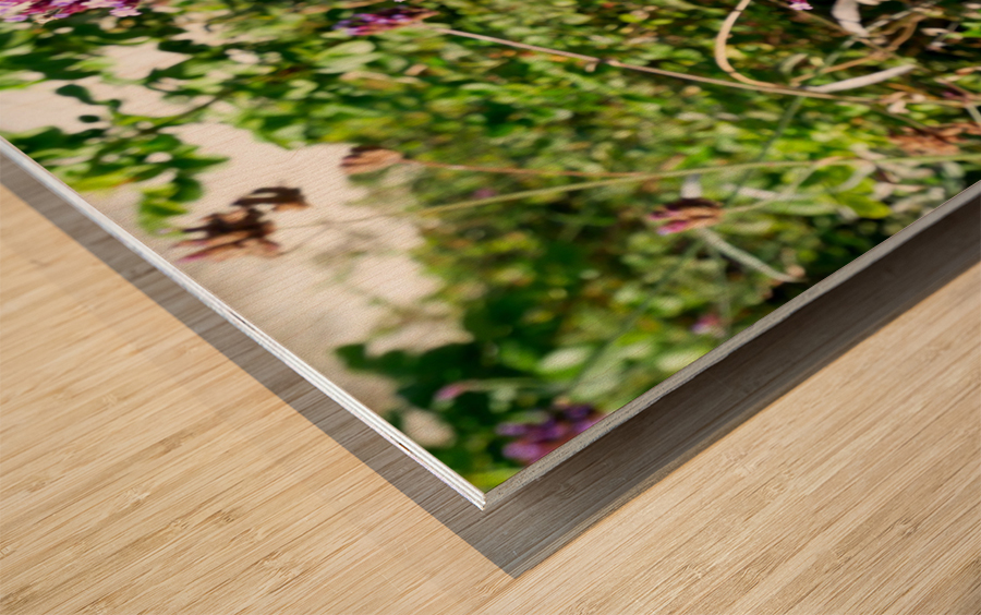 Monarch Butterfly Wood print