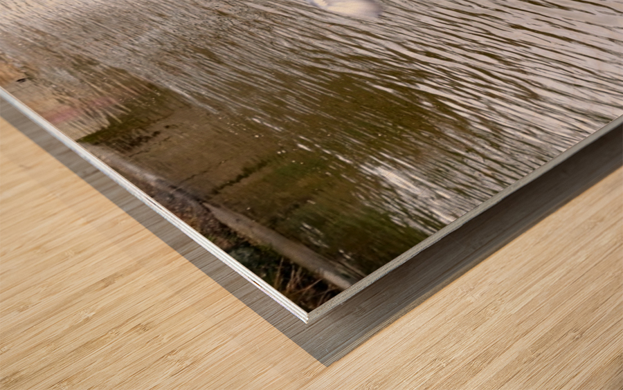 Pigeon Photobomb Wood print