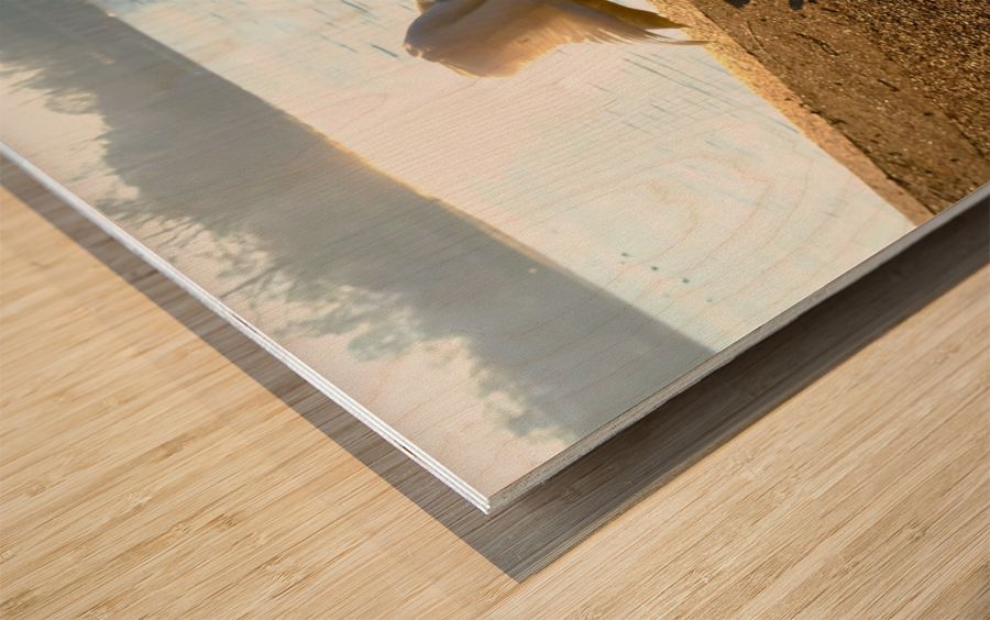 Swan Yoga Morning Stretch 3 Wood print