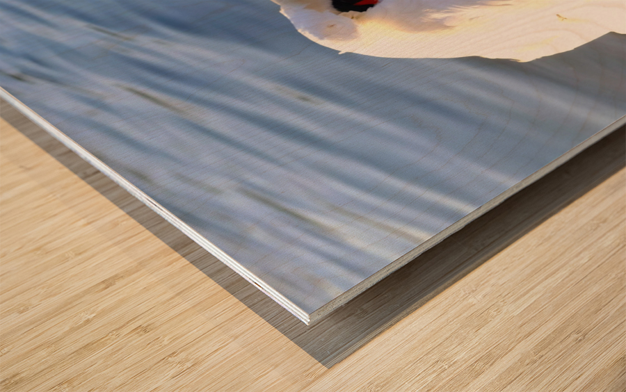 Swan at Rest Wood print