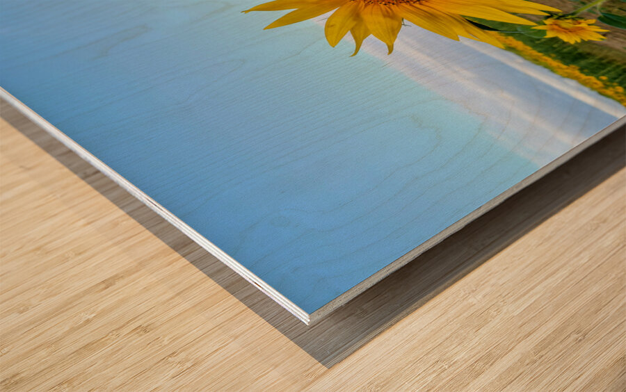 First Light Flower Wood print