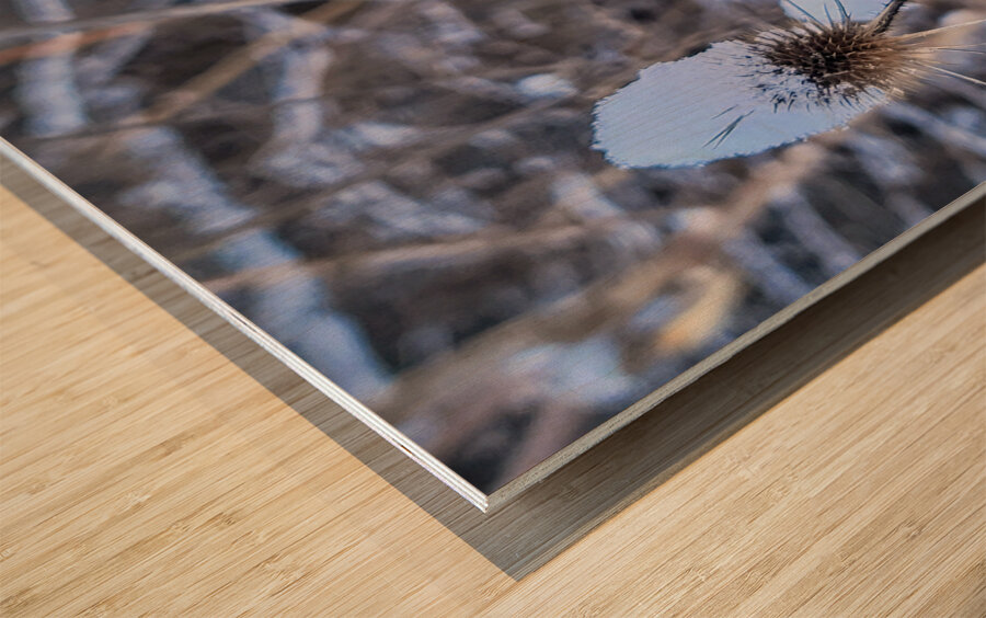 Snow Covered Prick  Winter Thistle Wood print